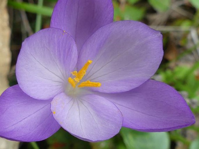 Crocus goulimyi