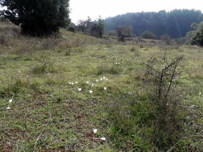 Crocus hadriaticus