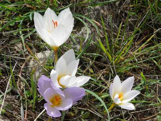 Crocus hadriaticus