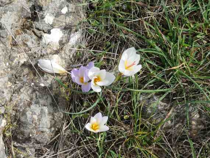 Crocus hadriaticus