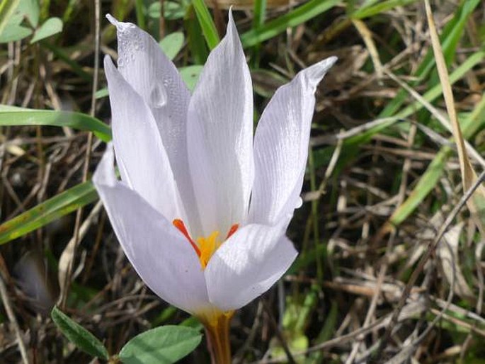 Crocus hadriaticus