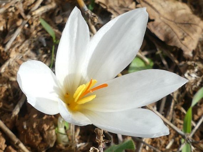 Crocus hadriaticus