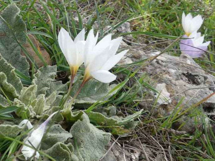 Crocus hadriaticus