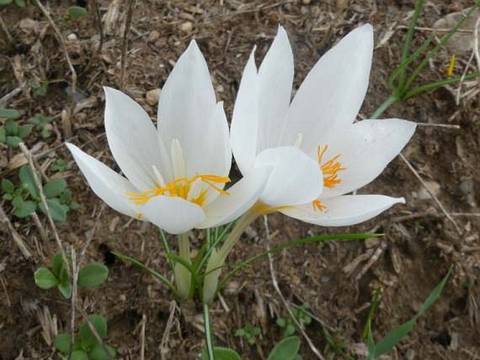 Crocus laevigatus