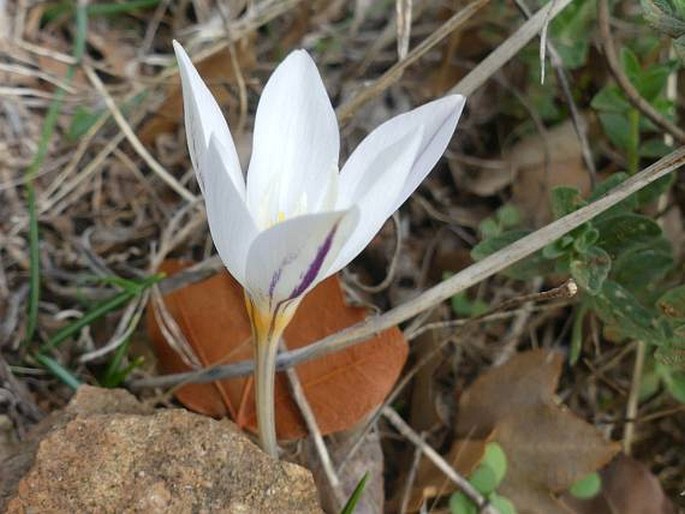 Crocus laevigatus