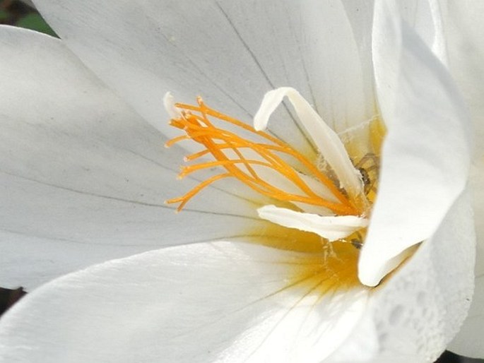 Crocus laevigatus