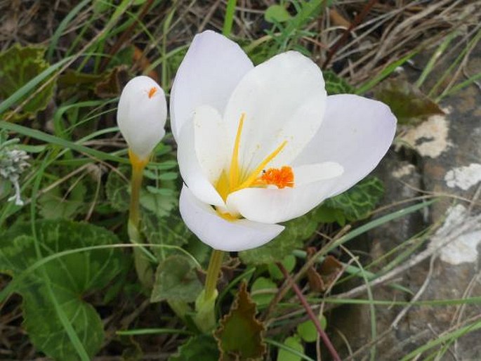 Crocus niveus