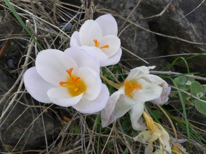 Crocus niveus