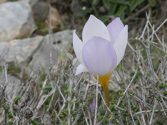 Crocus niveus