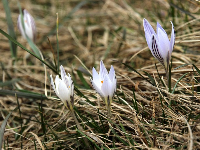 Crocus reticulatus