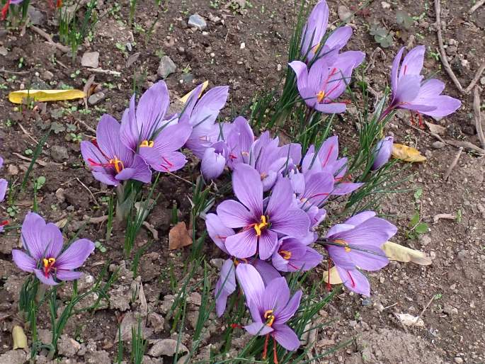 Crocus sativus