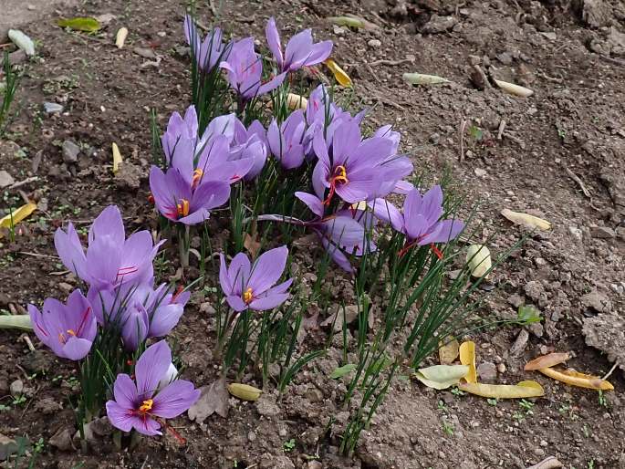 Crocus sativus