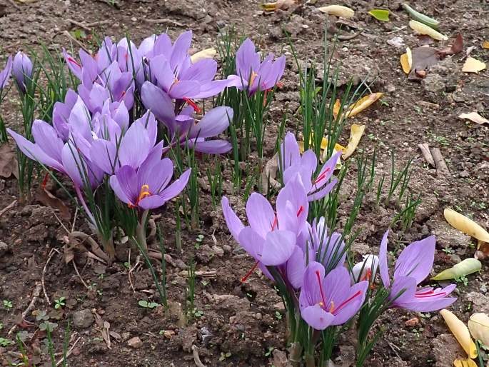 Crocus sativus