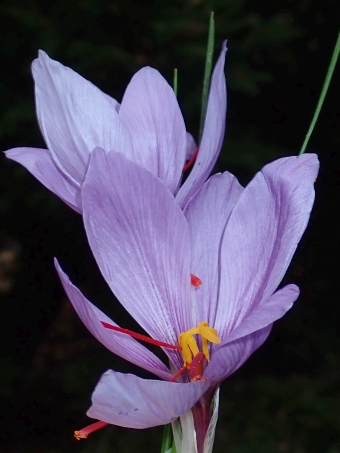 Crocus sativus