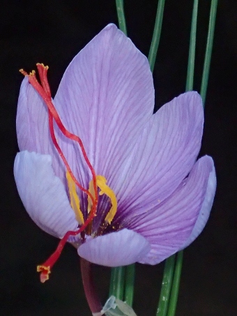 Crocus sativus