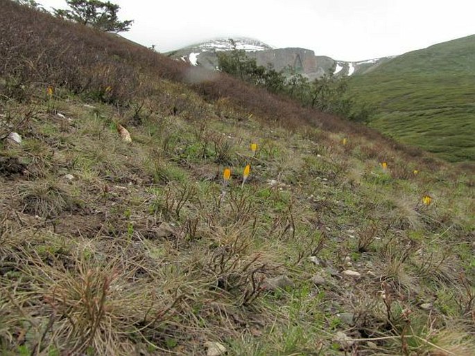 Crocus scardicus