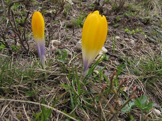 Crocus scardicus