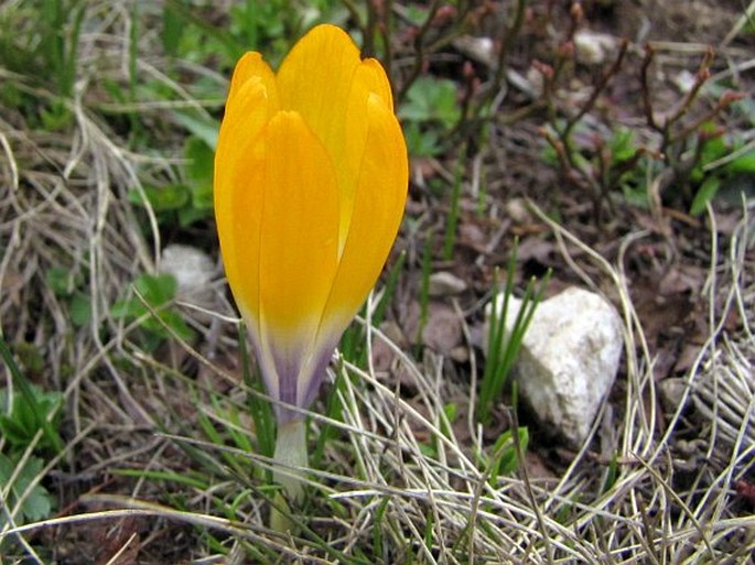 Crocus scardicus