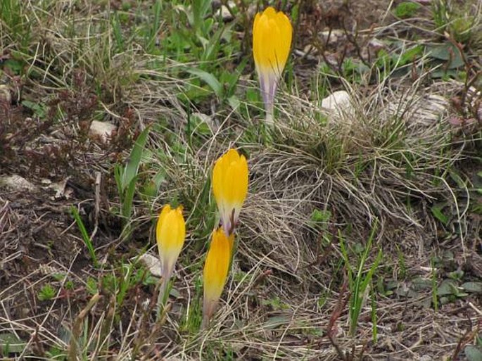 Crocus scardicus