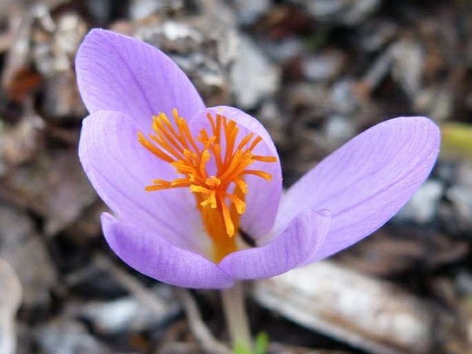 Crocus serotinus