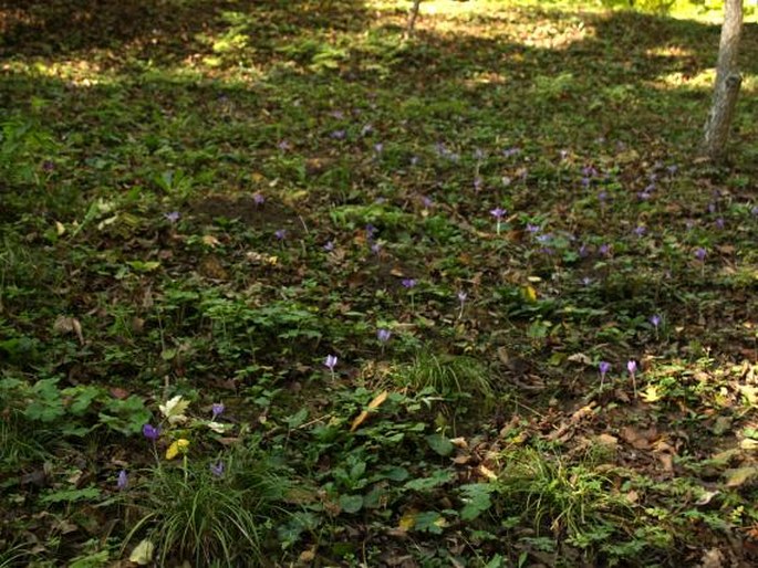 Crocus banaticus