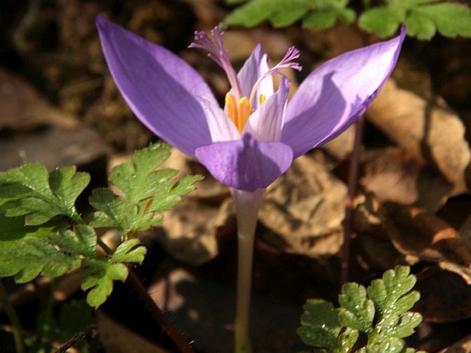 Crocus banaticus