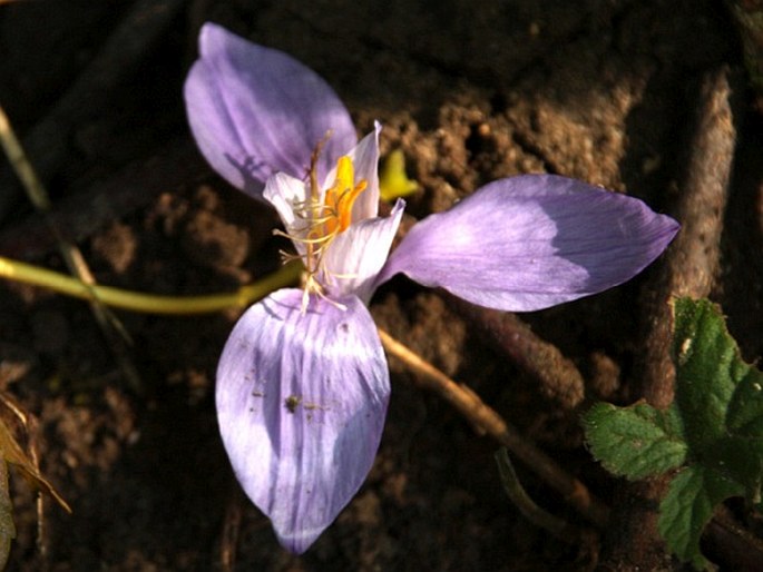 Crocus banaticus