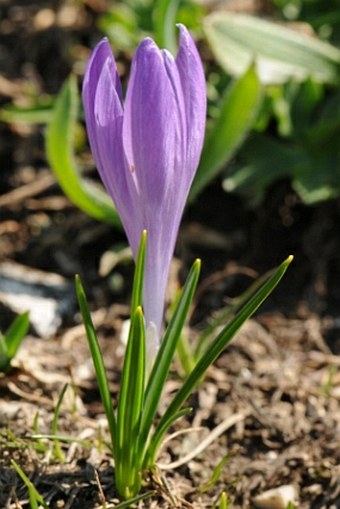 Crocus neapolitanus