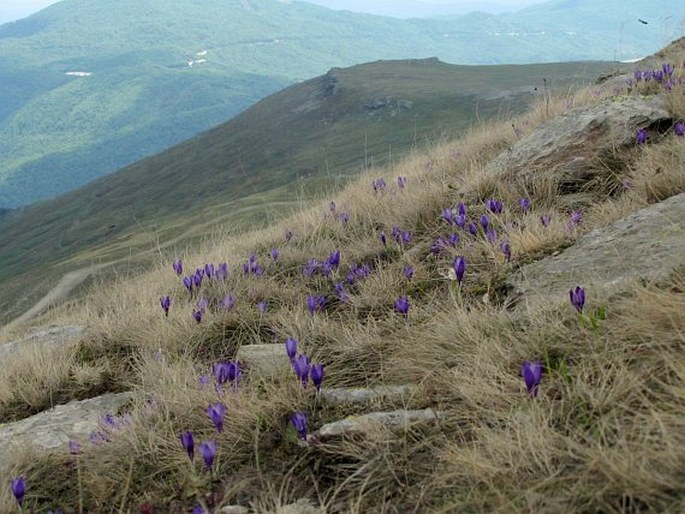 Crocus pelistericus