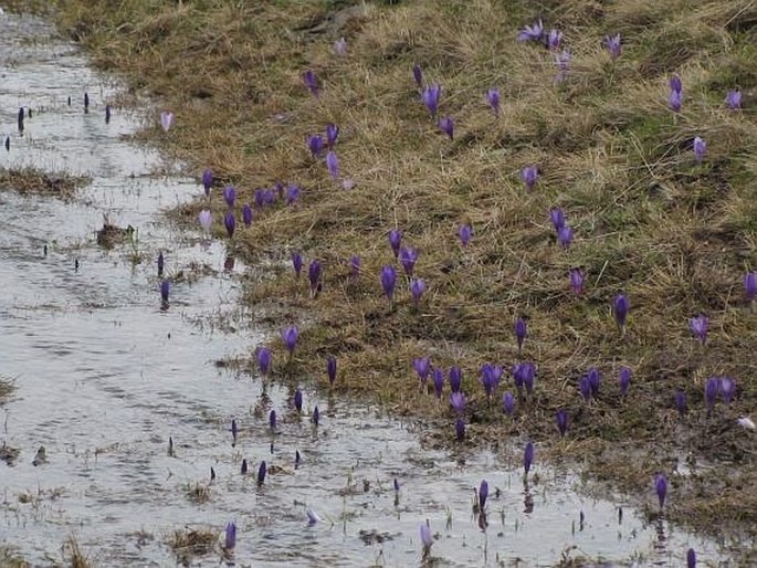 Crocus pelistericus