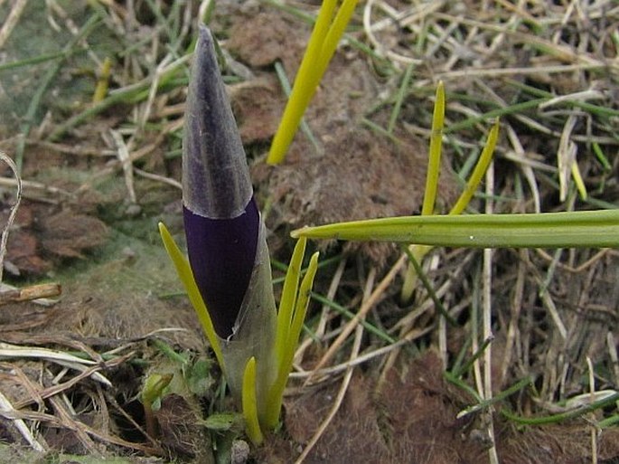 Crocus pelistericus