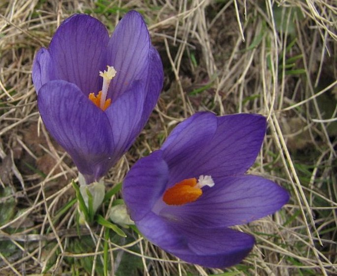 Crocus pelistericus