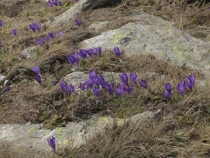 Crocus pelistericus