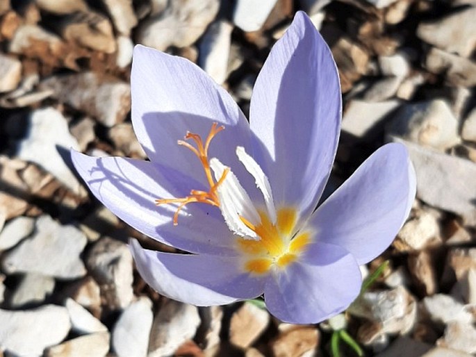 Crocus tournefortii