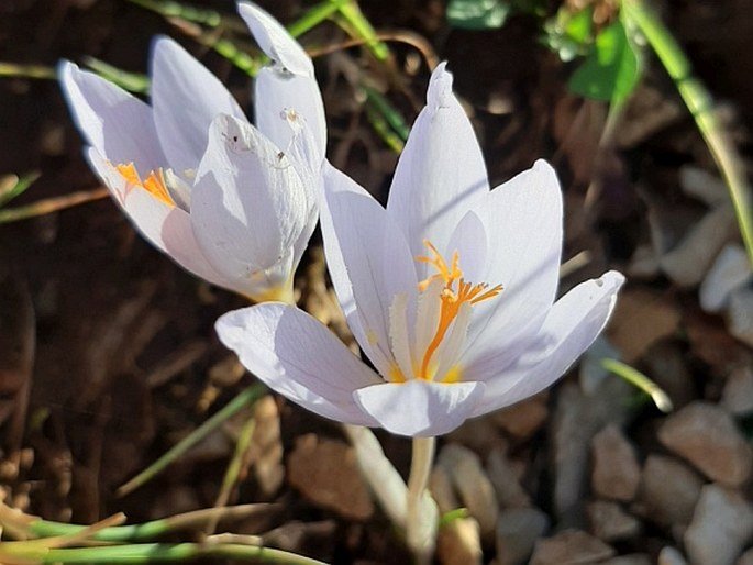 Crocus tournefortii