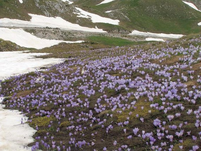 Crocus veluchensis