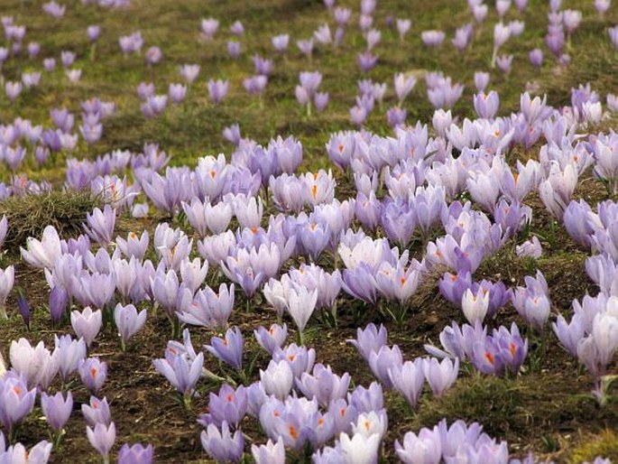 Crocus veluchensis