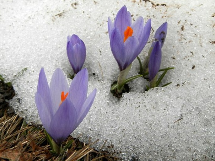 Crocus veluchensis