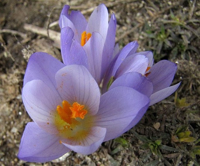 Crocus veluchensis