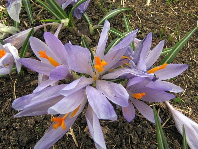 Crocus veluchensis