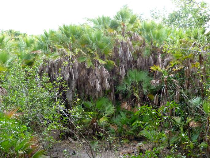 Belize, Crooked Tree Wildlife Sanctuary