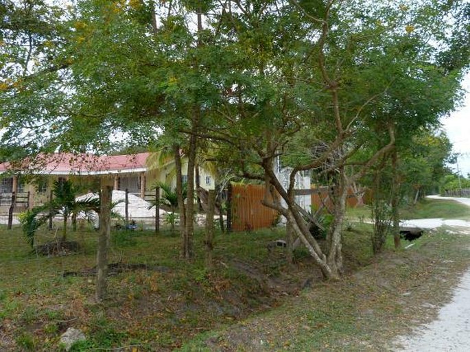 Belize, Crooked Tree Wildlife Sanctuary