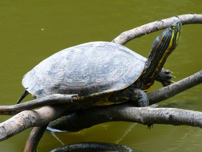 Belize, Crooked Tree Wildlife Sanctuary