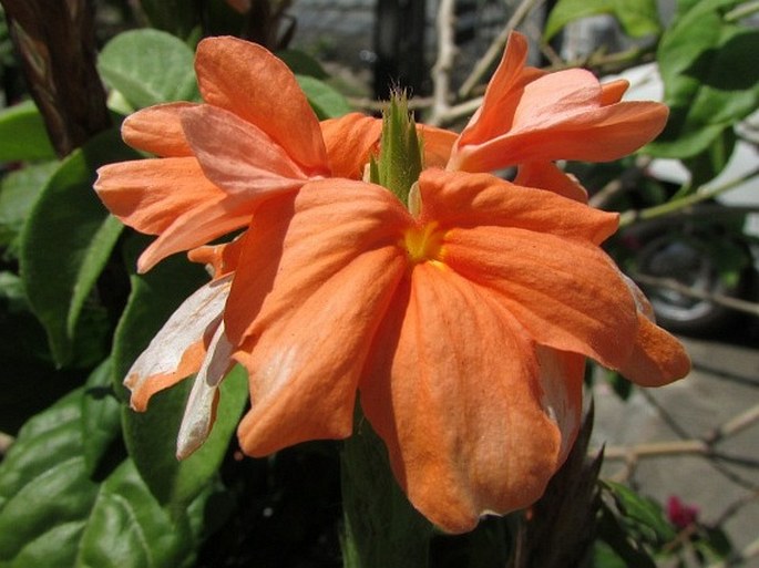 CROSSANDRA INFUNDIBULIFORMIS (L.) Nees