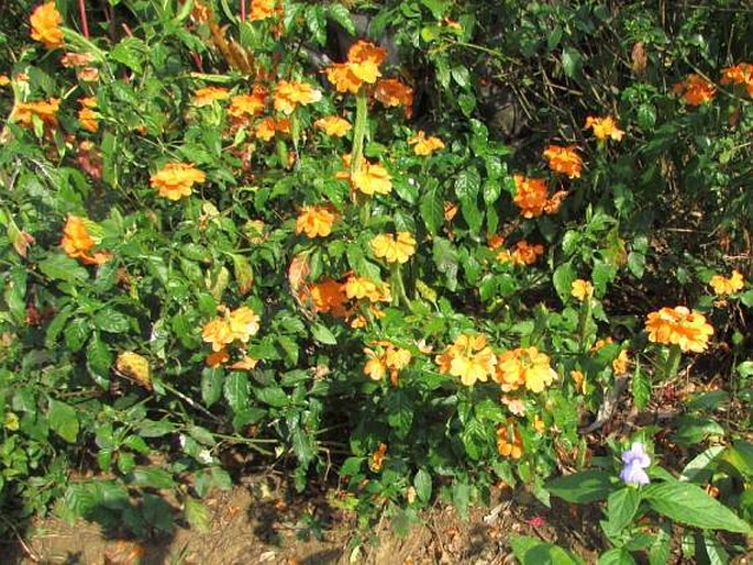 Crossandra infundibuliformis