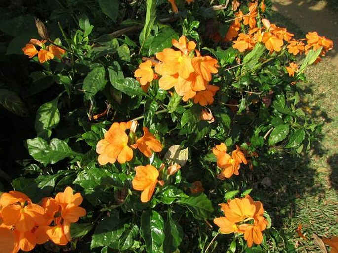 Crossandra infundibuliformis