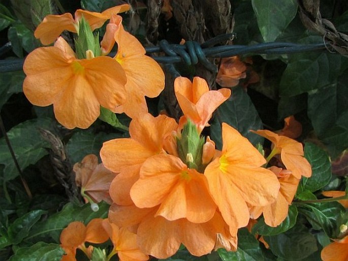 Crossandra infundibuliformis