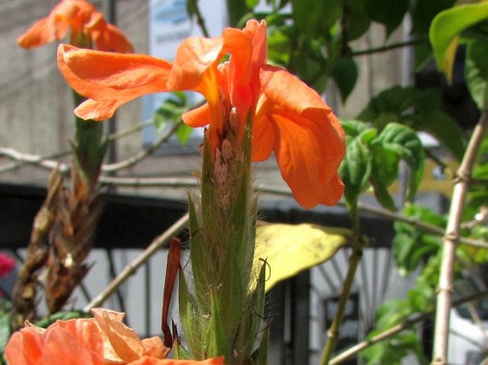 Crossandra infundibuliformis