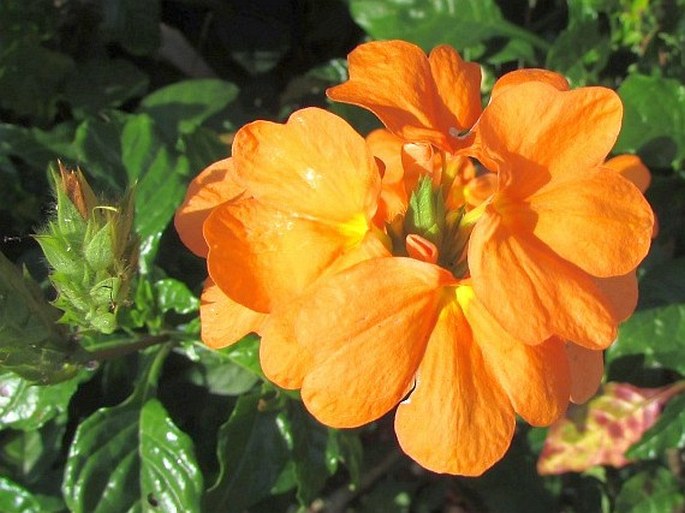 Crossandra infundibuliformis