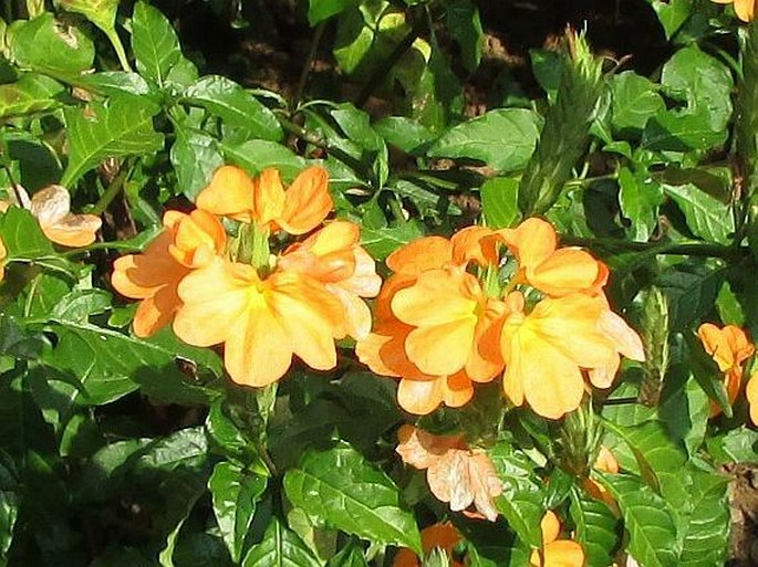 Crossandra infundibuliformis